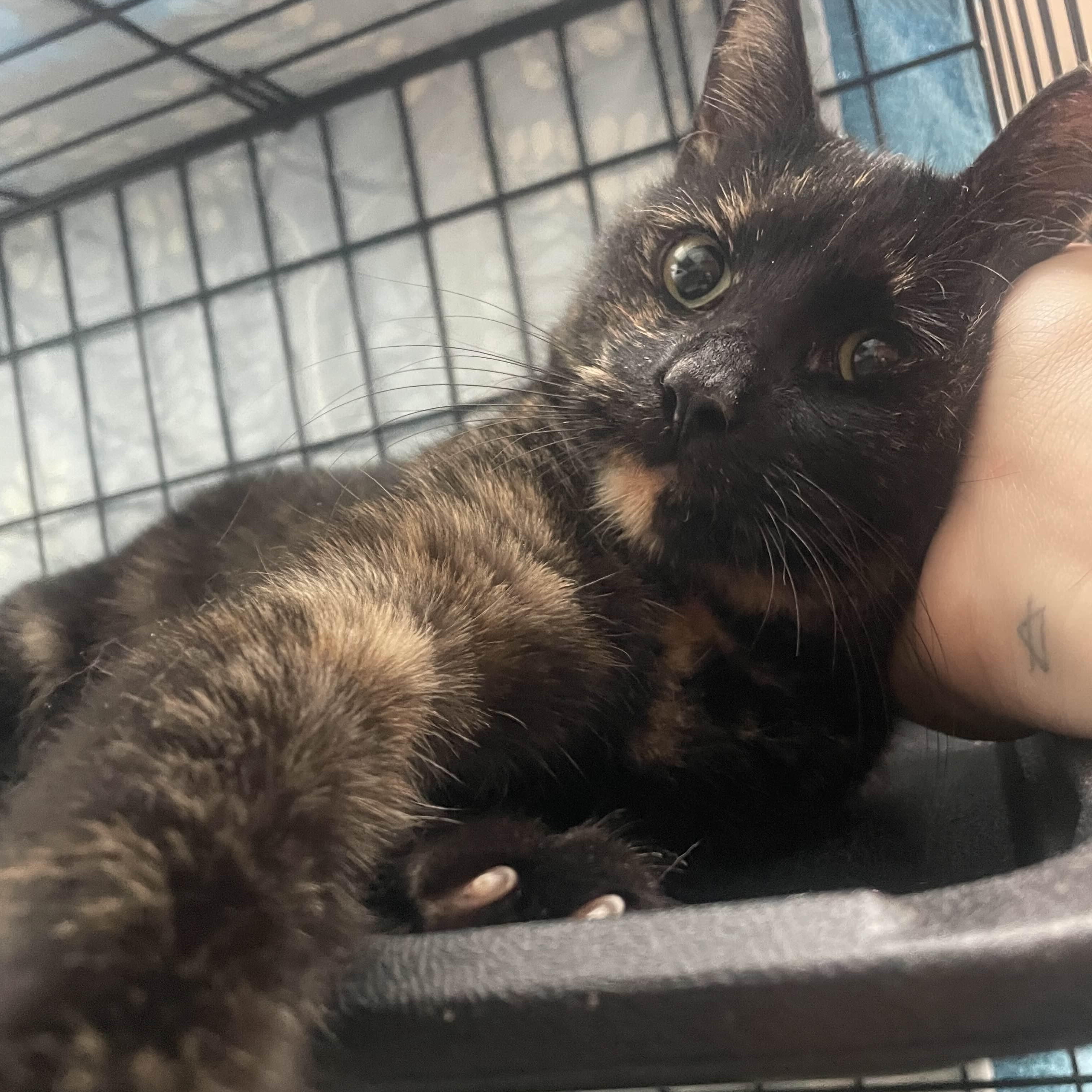 Petunia, a Adoptable American Shorthair in Weehawken, NJ image 2/5