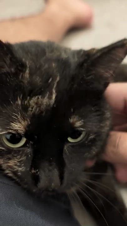 Enlarge Petunia, a Adoptable American Shorthair in Weehawken, NJ video 4/5