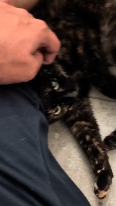 Enlarge Petunia, a Adoptable American Shorthair in Weehawken, NJ video 5/5