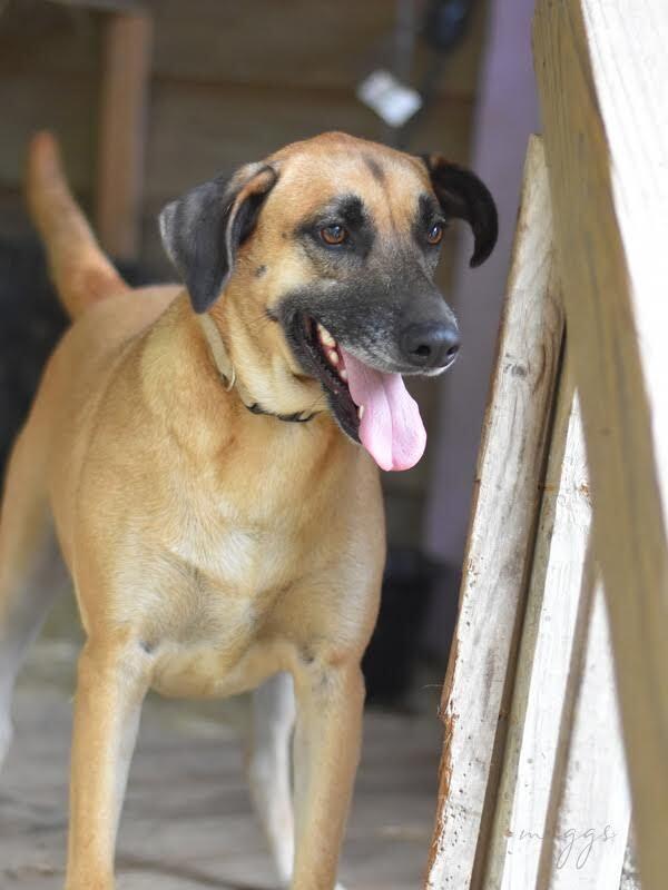 Enlarge Muggs (Trinity), a Adoptable mixed breed in Brewster , NY image 1/6