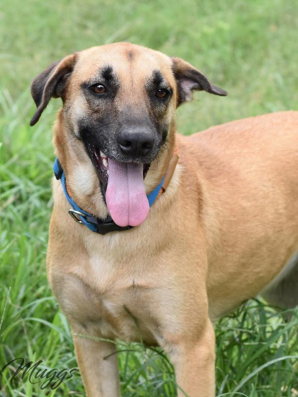 Enlarge Muggs (Trinity), a Adoptable mixed breed in Brewster , NY image 2/6
