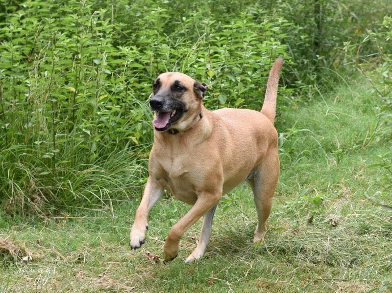 Enlarge Muggs (Trinity), a Adoptable mixed breed in Brewster , NY image 3/6