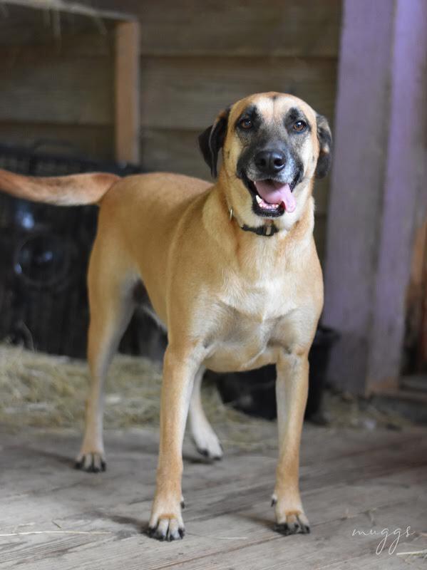 Enlarge Muggs (Trinity), a Adoptable mixed breed in Brewster , NY image 4/6