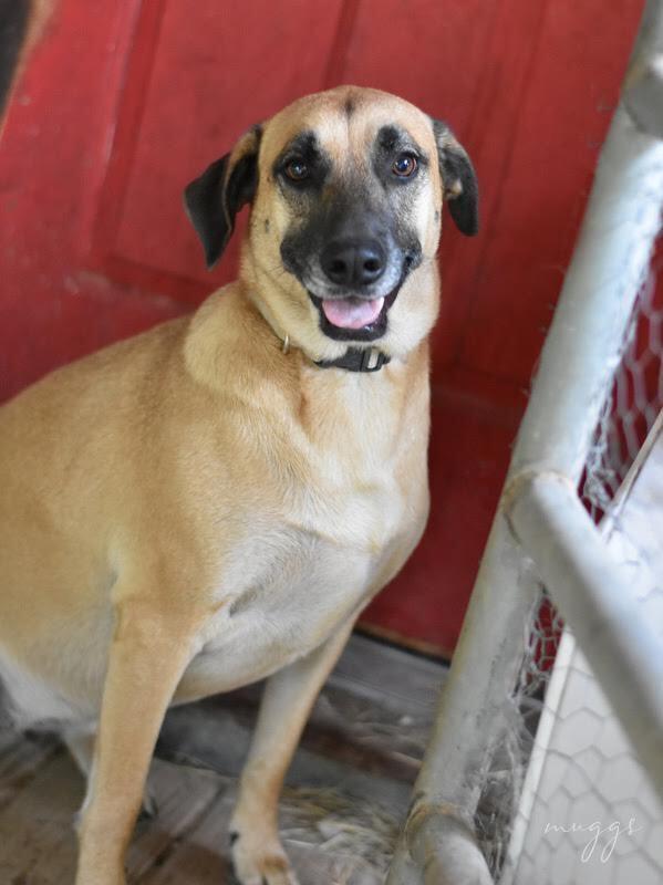 Enlarge Muggs (Trinity), a Adoptable mixed breed in Brewster , NY image 5/6