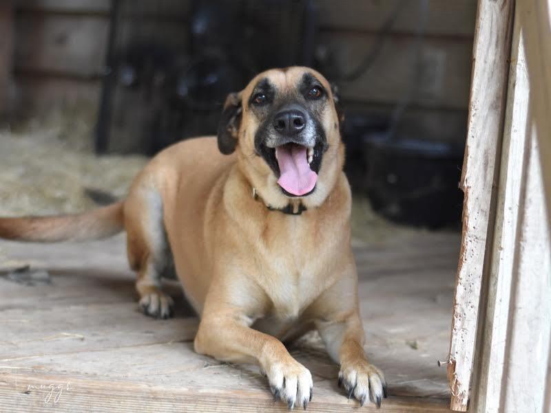 Enlarge Muggs (Trinity), a Adoptable mixed breed in Brewster , NY image 6/6