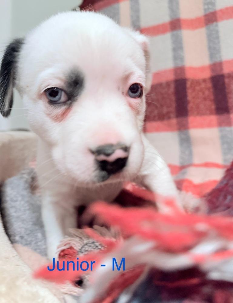Enlarge Junior, a Adoptable mixed breed in Cheektowaga, NY image 1/1