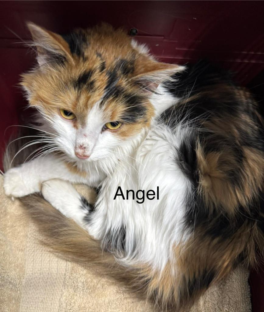 Angel, Adoptable, Adult Female Domestic Medium Hair.