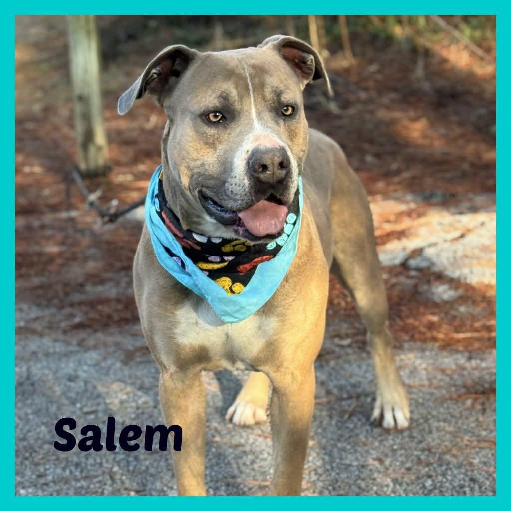 Salem, ADOPTABLE, Adult Male Mixed Breed.