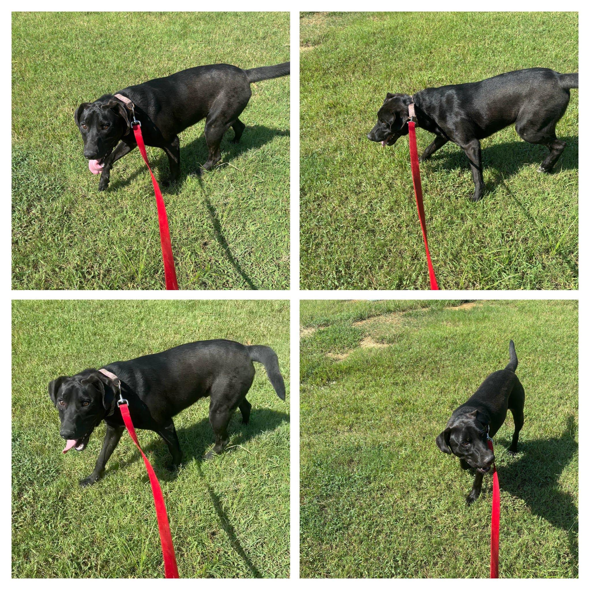 Enlarge BamBam, a Adopted mixed breed in Coldspring, TX image 1/4