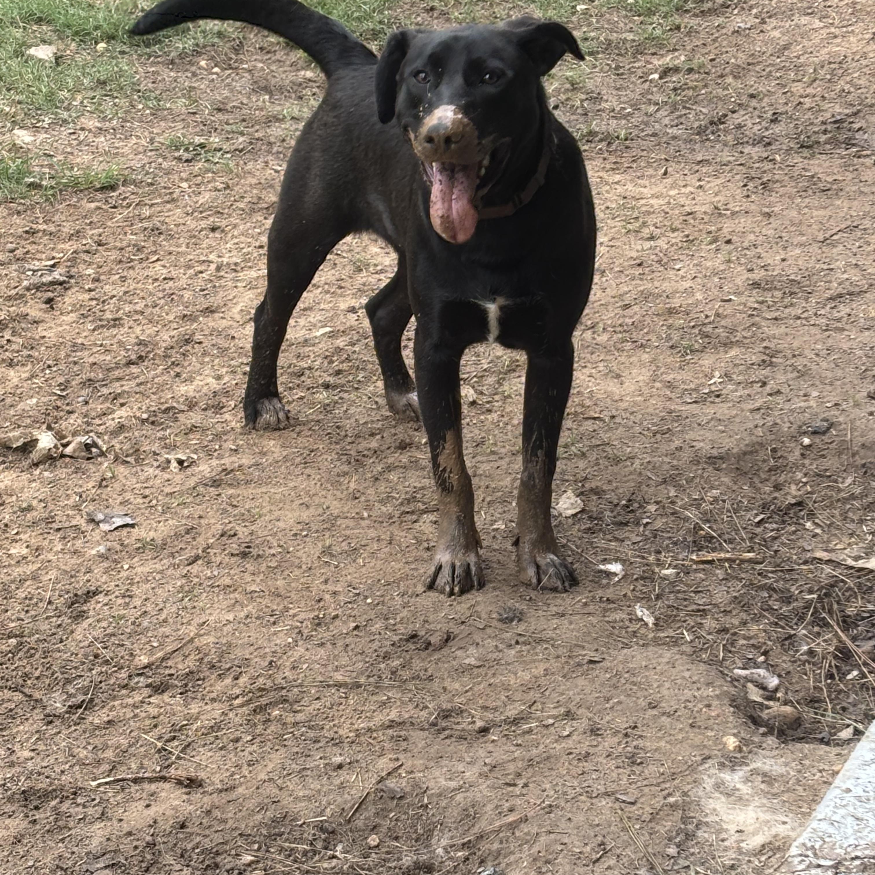 Enlarge BamBam, a Adopted mixed breed in Coldspring, TX image 2/4