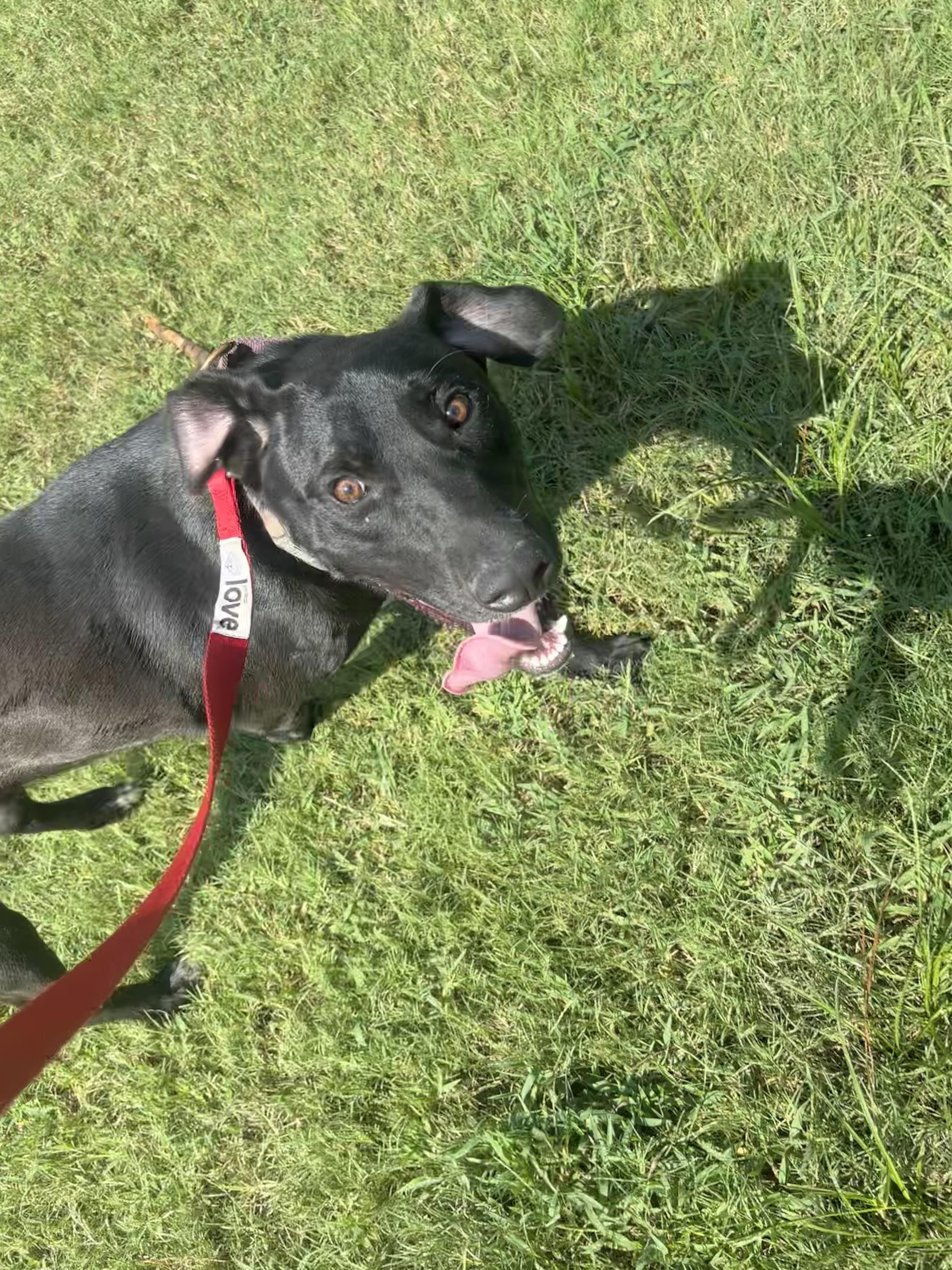Enlarge BamBam, a Adopted mixed breed in Coldspring, TX image 3/4