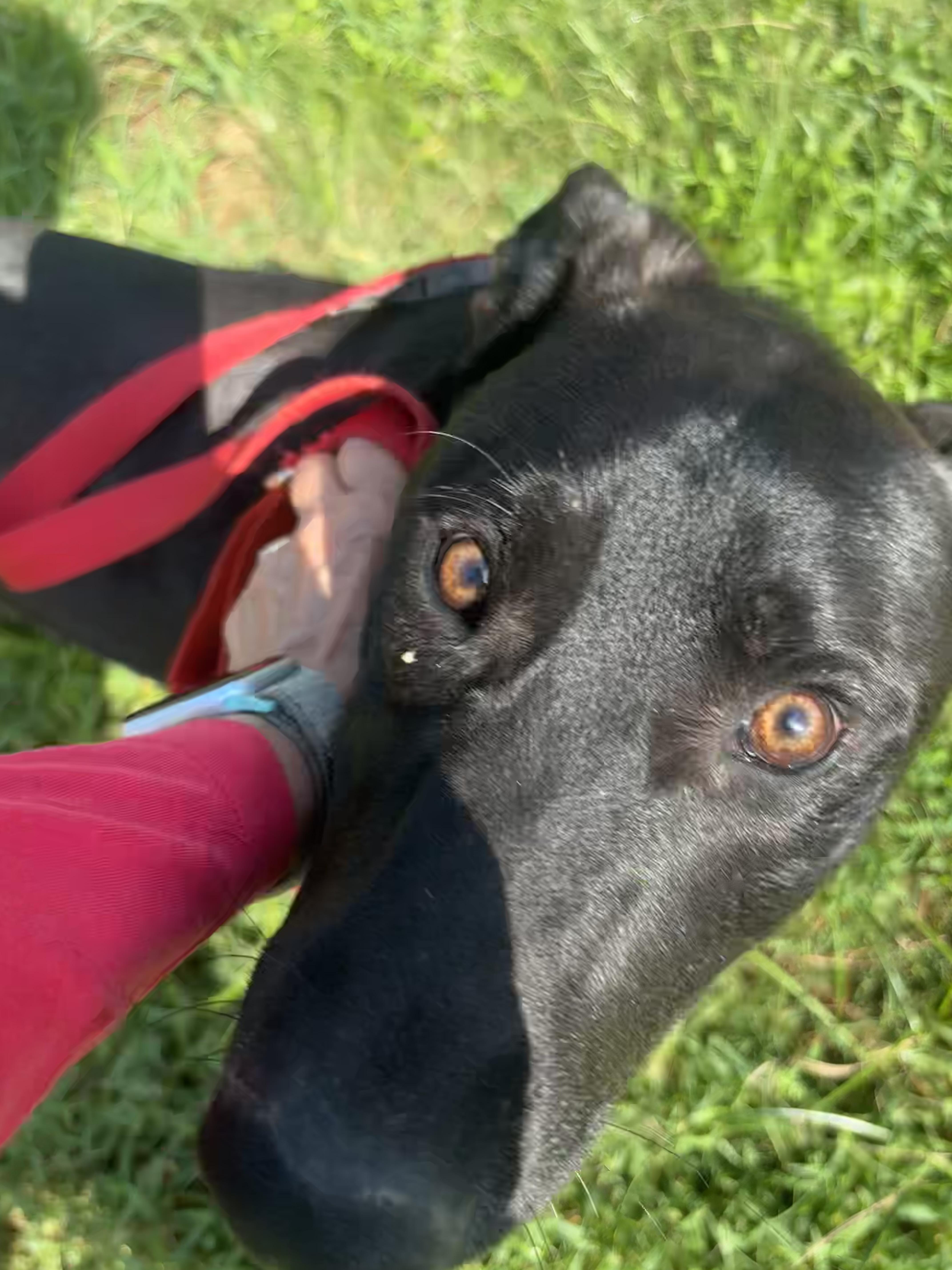 Enlarge BamBam, a Adopted mixed breed in Coldspring, TX image 4/4