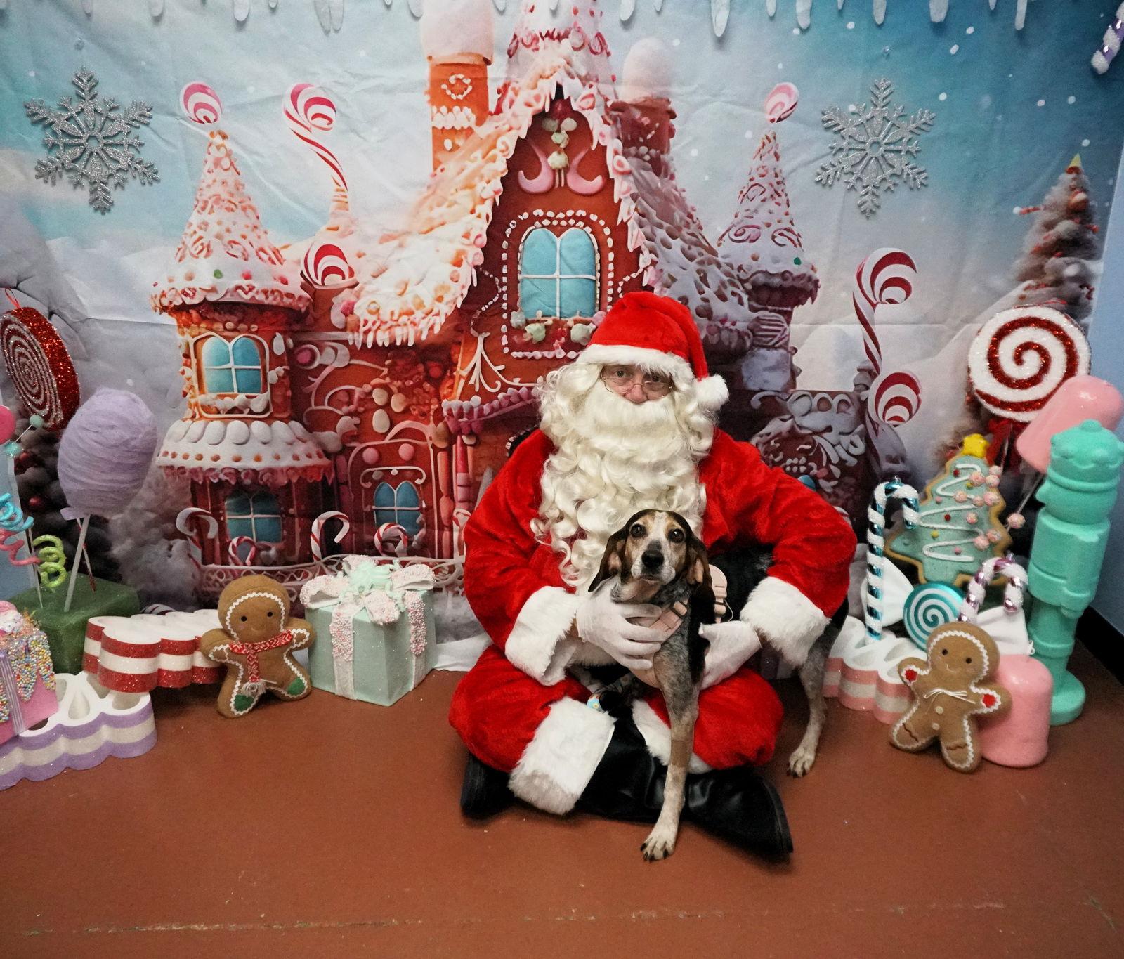 Dumpling, Adoptable, Adult Female Beagle.