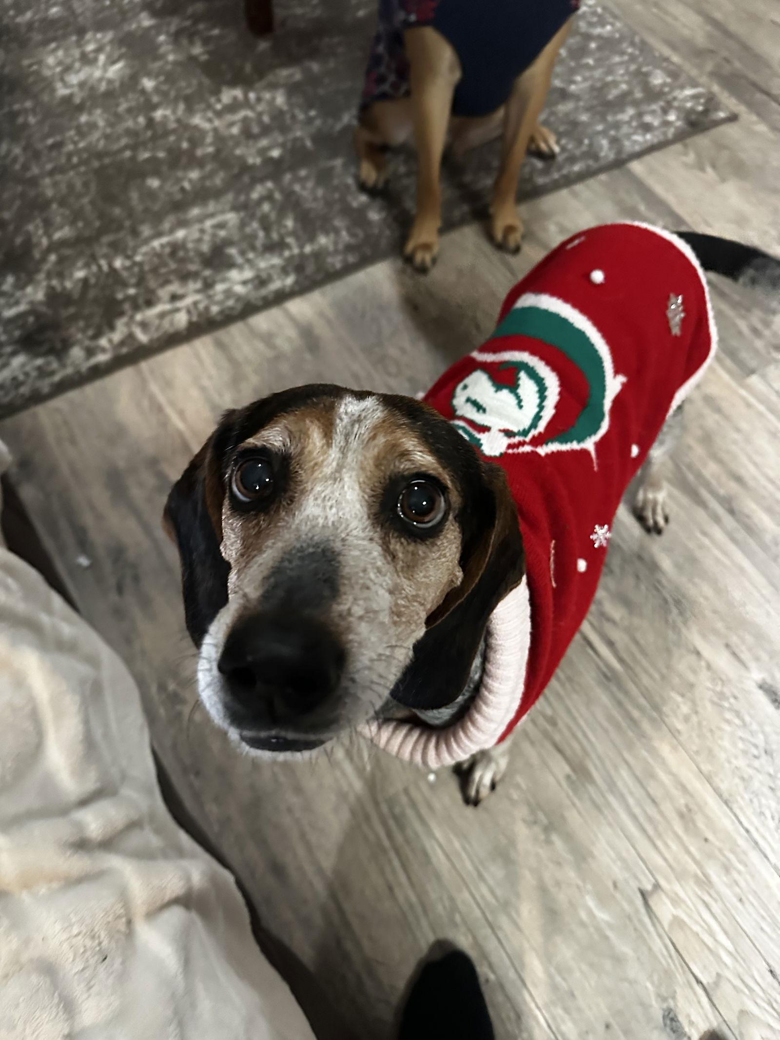 Enlarge Dumpling, a Adoptable Beagle in Saint Augustine, FL image 2/3