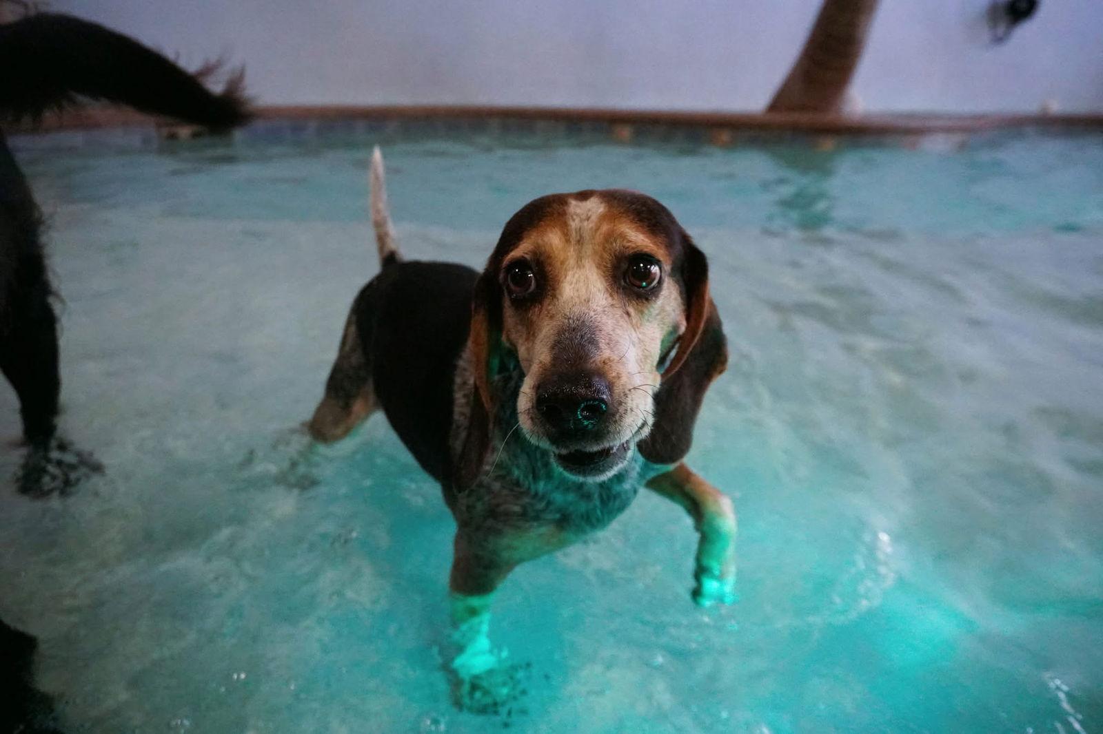 Dumpling, a Adoptable Beagle in Saint Augustine, FL image 2/3