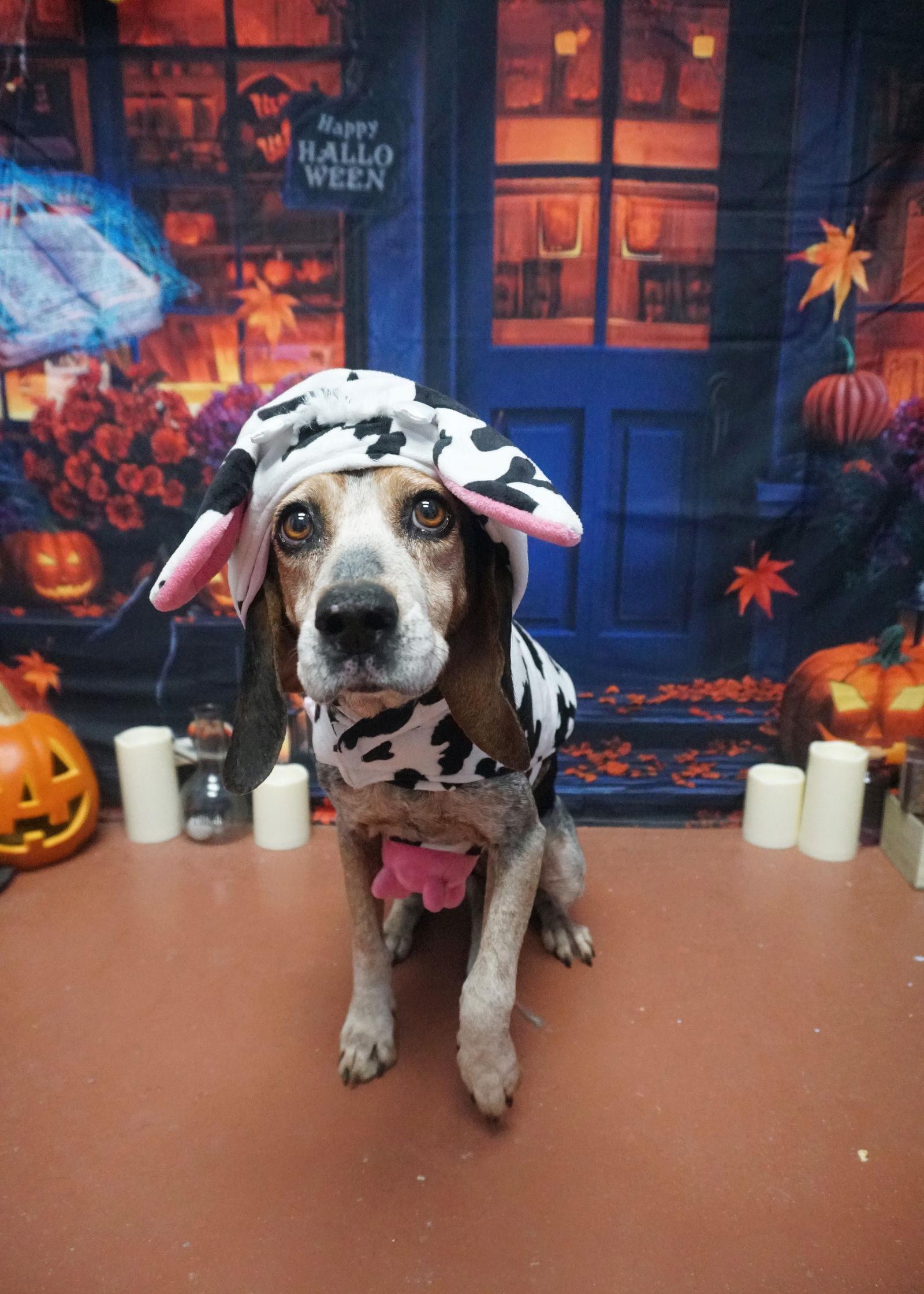 Enlarge Dumpling, a Adoptable Beagle in Saint Augustine, FL image 3/3