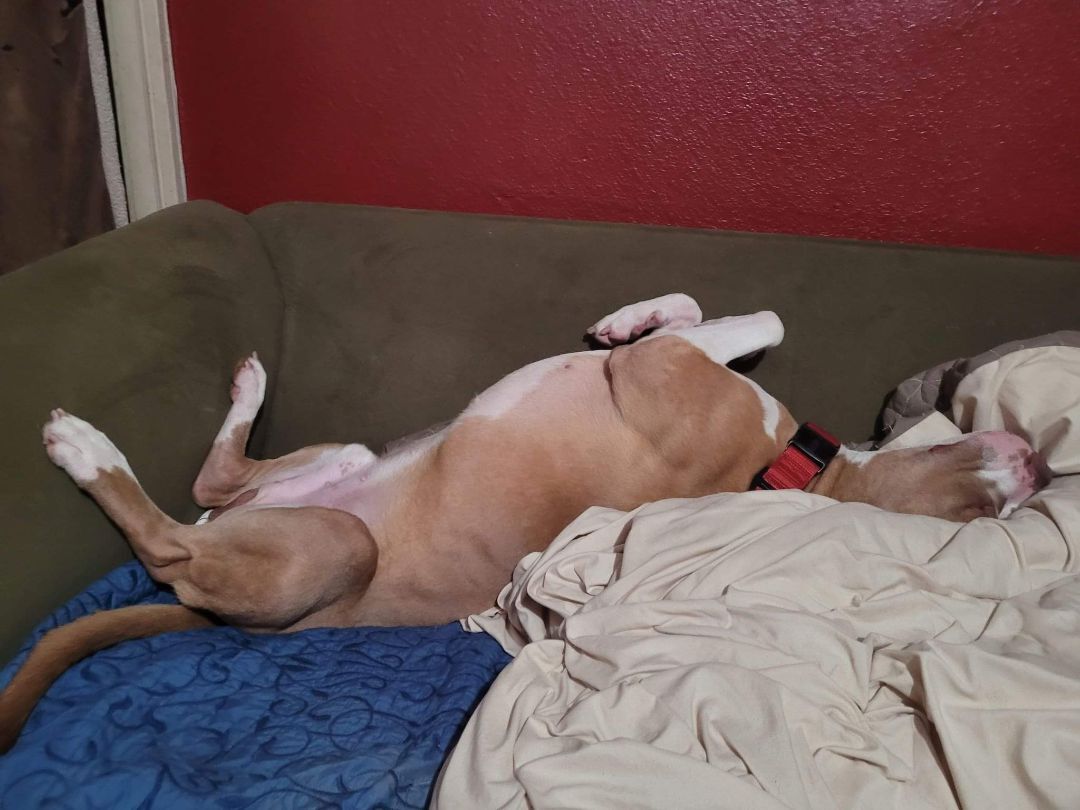 Enlarge Georgie!!, a Adoptable mixed breed in Rocklin , CA image 10/12