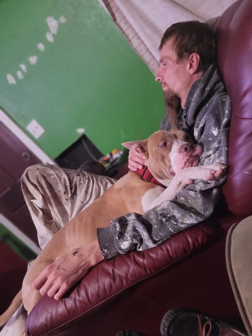 Georgie!!, Adoptable, Young Male Pit Bull Terrier.