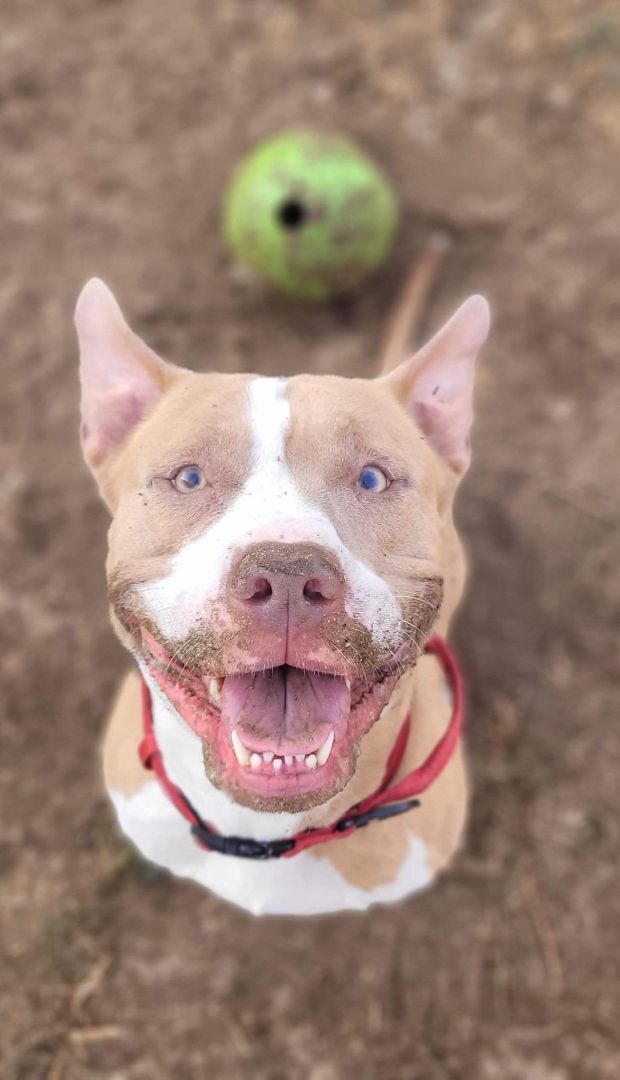 Enlarge Georgie!!, a Adoptable mixed breed in Rocklin , CA image 8/12