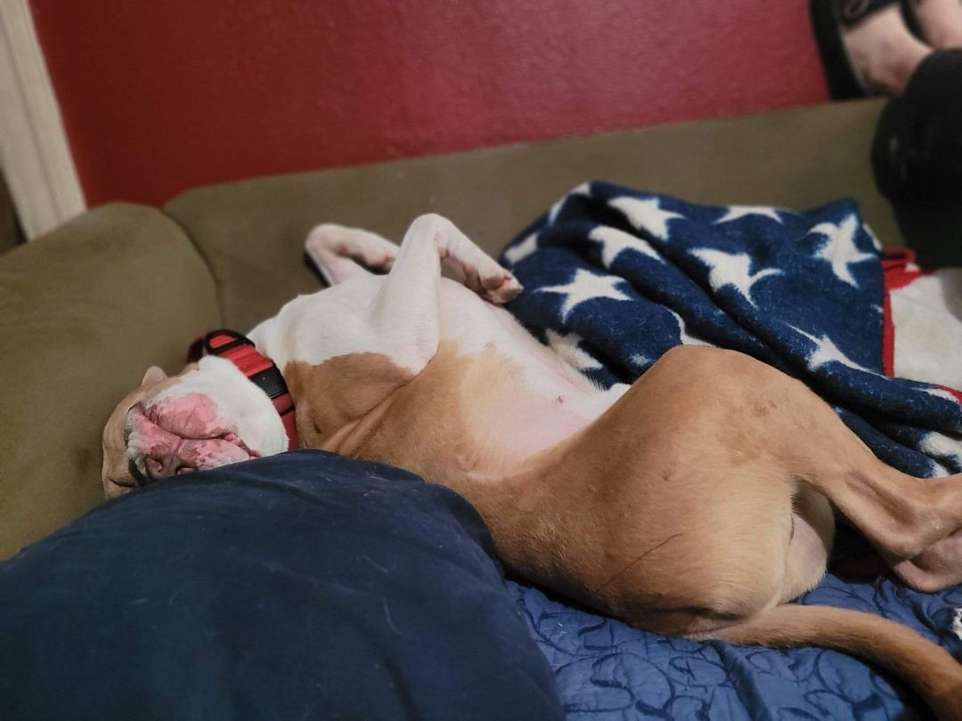 Enlarge Georgie!!, a Adoptable mixed breed in Rocklin , CA image 9/12