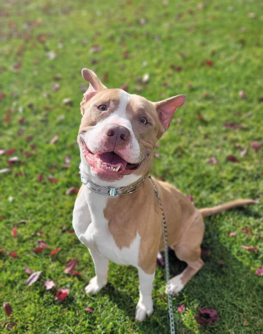 Enlarge Georgie!!, a Adoptable mixed breed in Rocklin , CA image 11/12