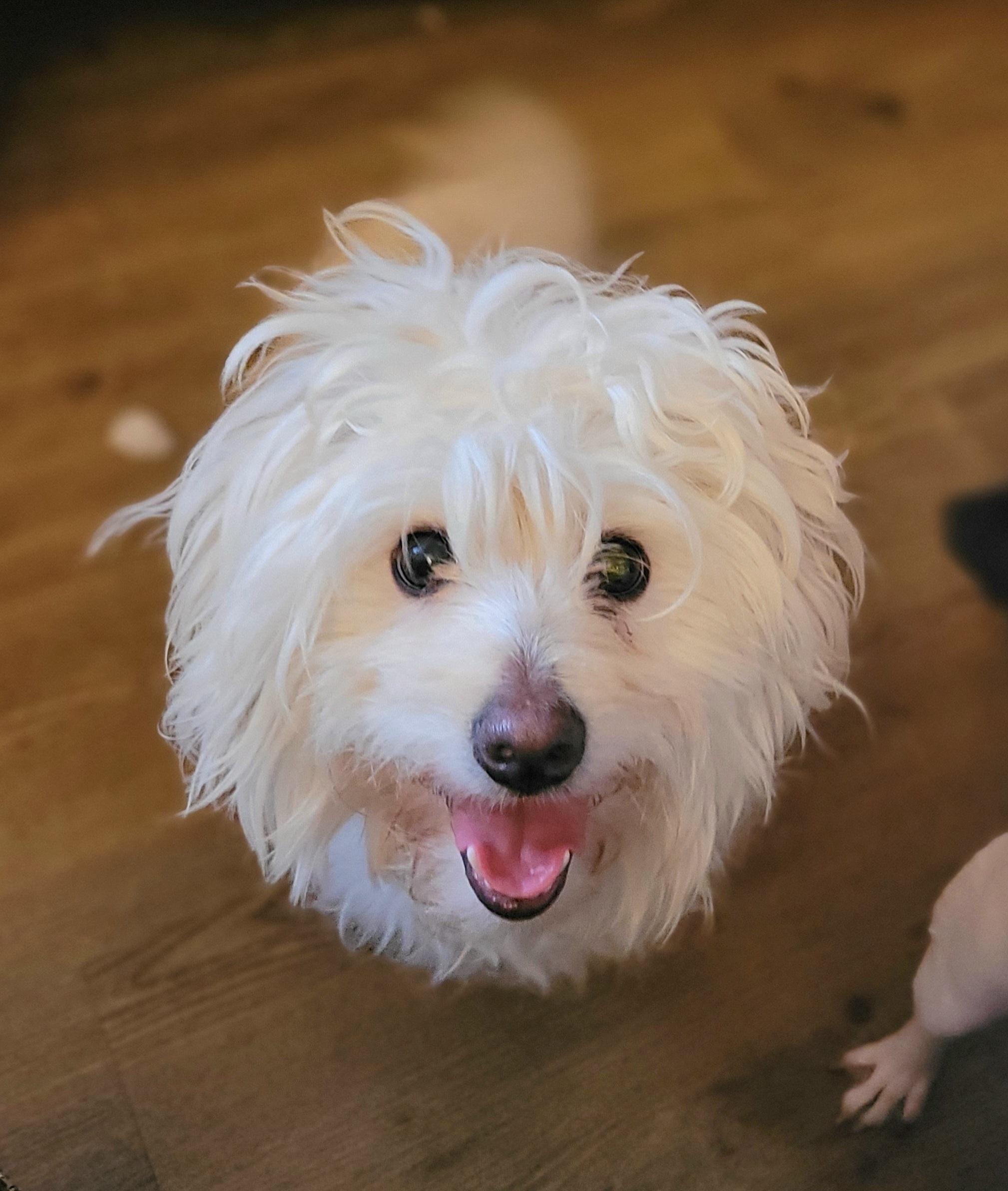 Wesley aka Haircut, a Adoptable mixed breed in Vancouver, BC image 2/4
