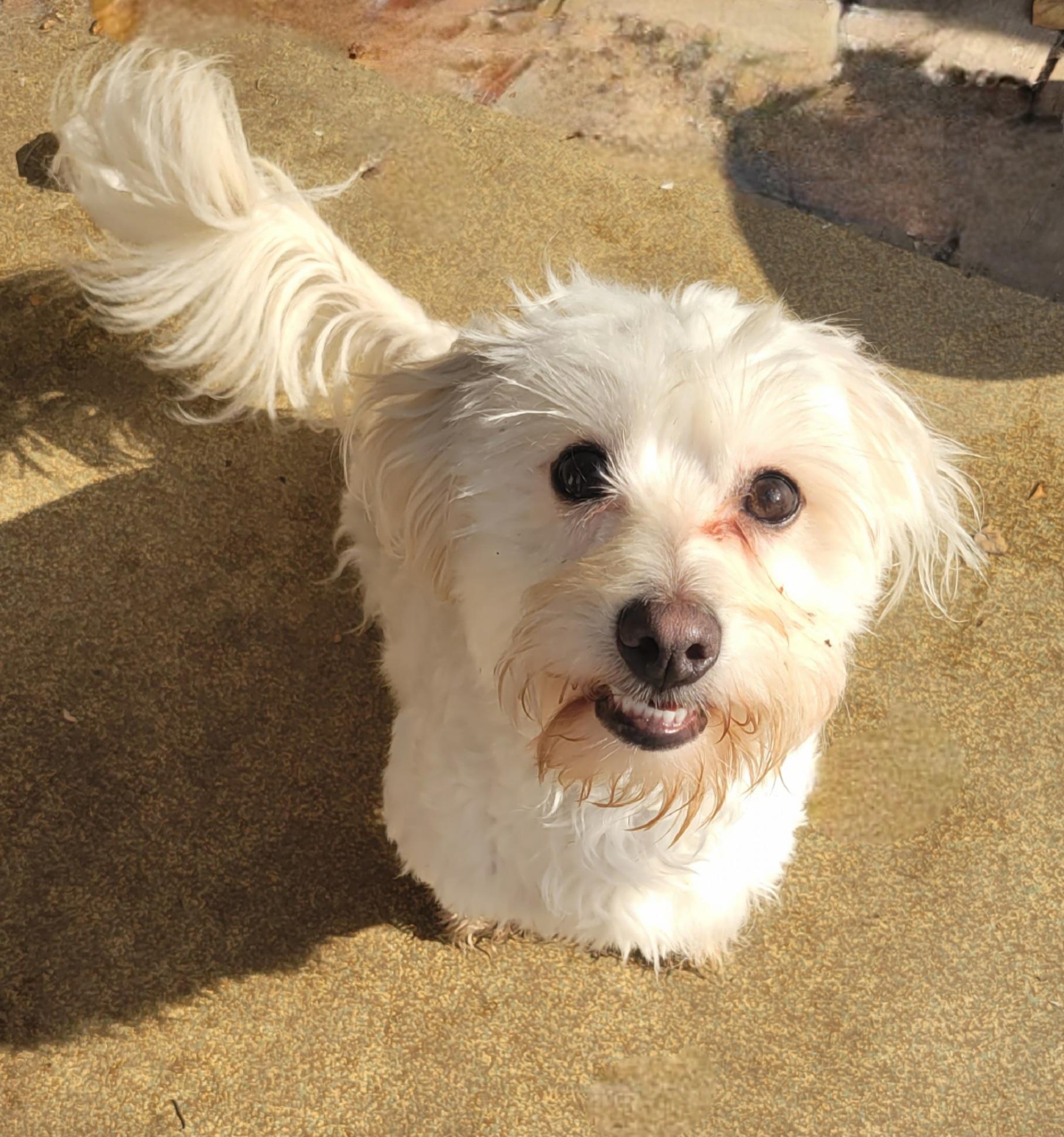 Wesley aka Haircut, a Adoptable mixed breed in Vancouver, BC image 3/4