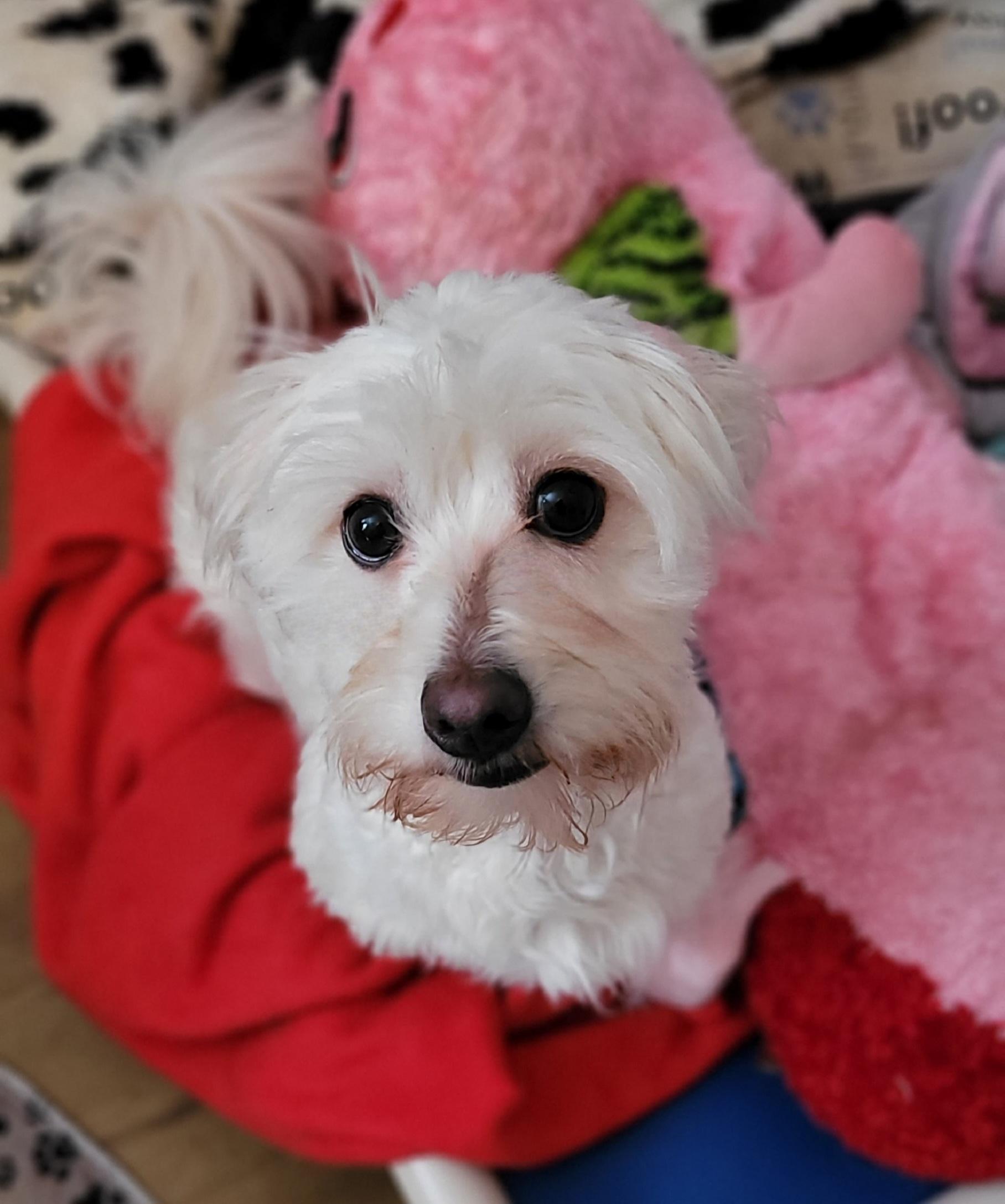 Wesley aka Haircut, a Adoptable mixed breed in Vancouver, BC image 4/4