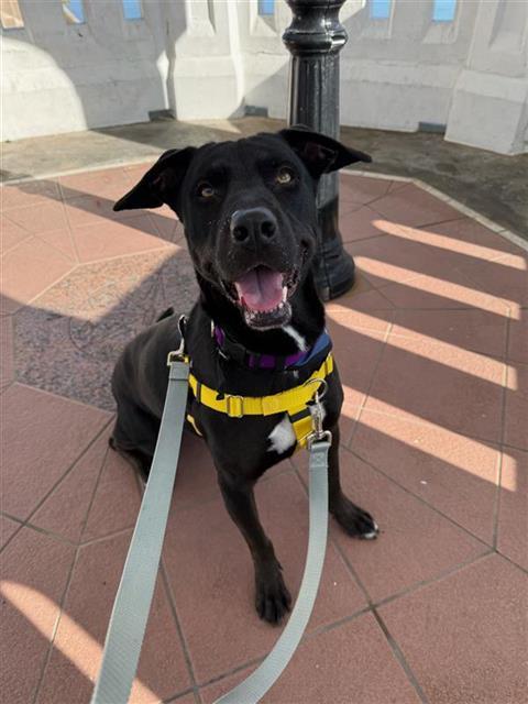 WEDNESDAY, Adoptable, Adult Female Labrador Retriever.