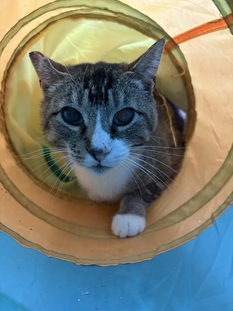 Jem, Adoptable, Adult Female Domestic Short Hair.
