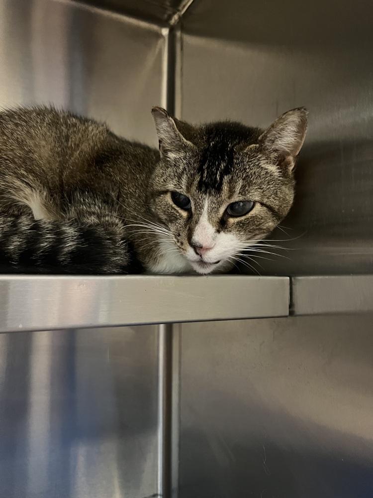 Jem, a Adoptable Domestic Short Hair in Oakdale, CA image 2/2