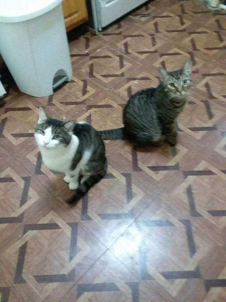 Griffin, Adopted, Adult Male Domestic Short Hair.