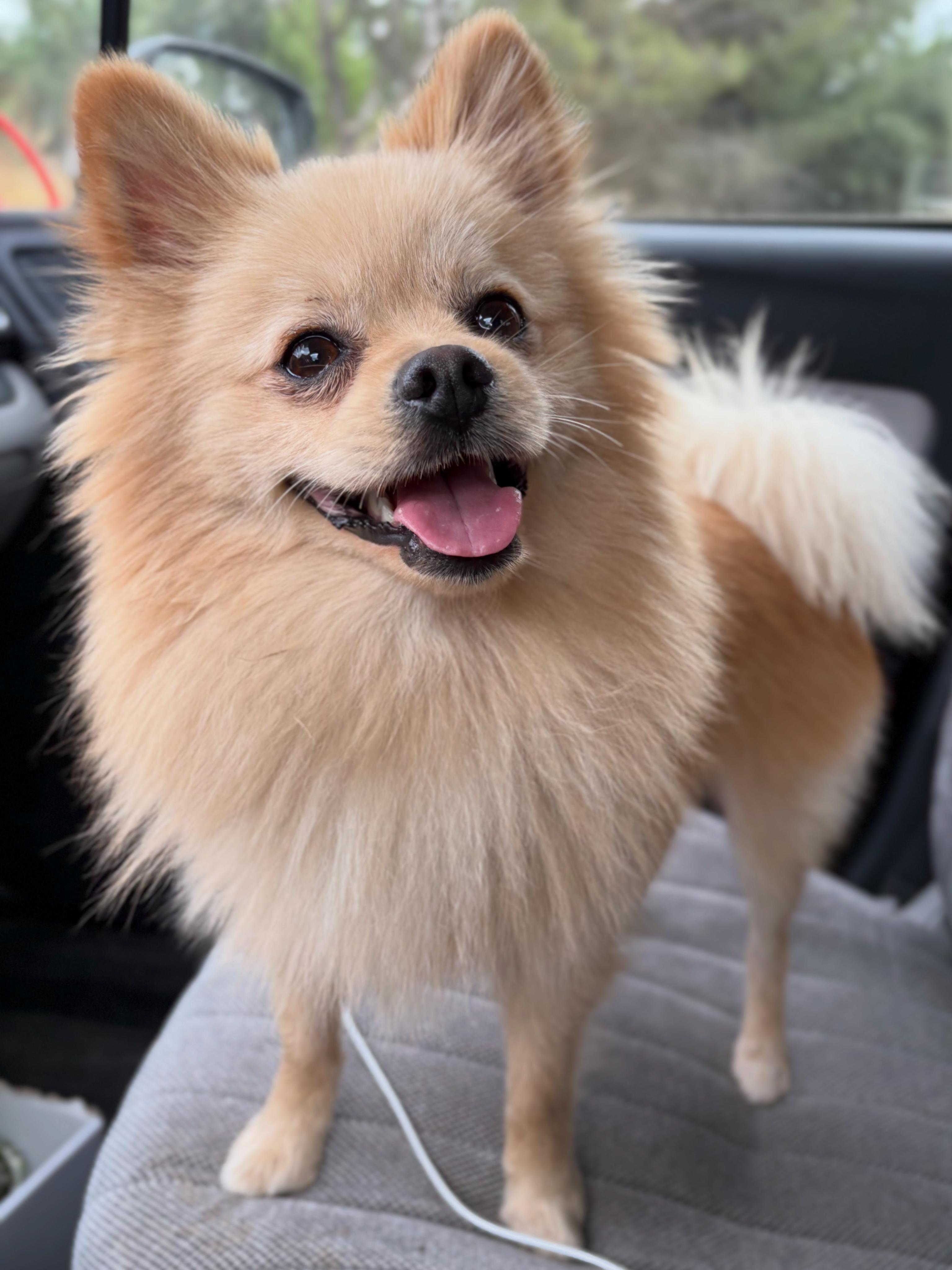 Connor, a ADOPTABLE Pomeranian in Red Bluff, CA image 2/3