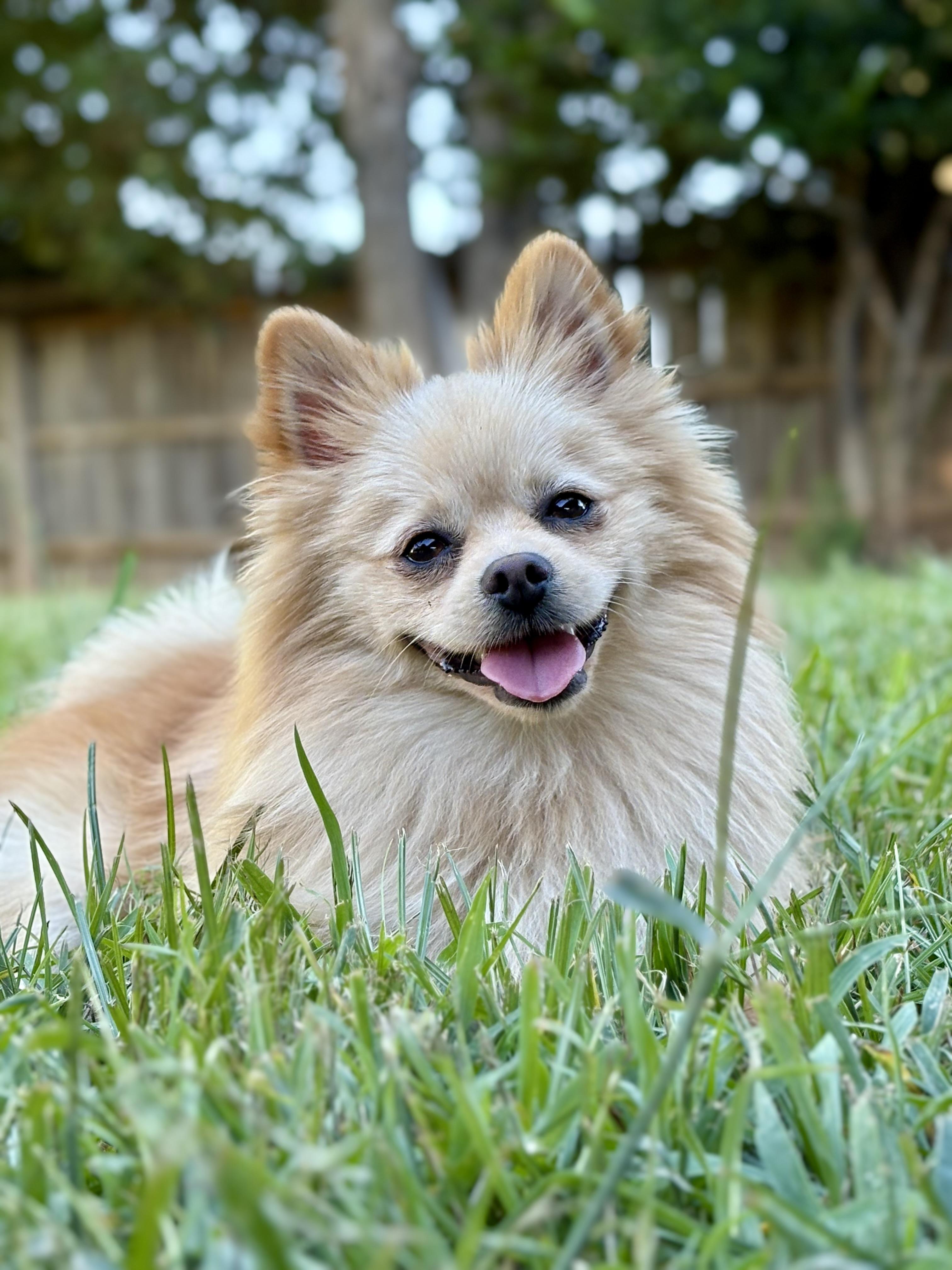 Connor, a ADOPTABLE Pomeranian in Red Bluff, CA image 1/3