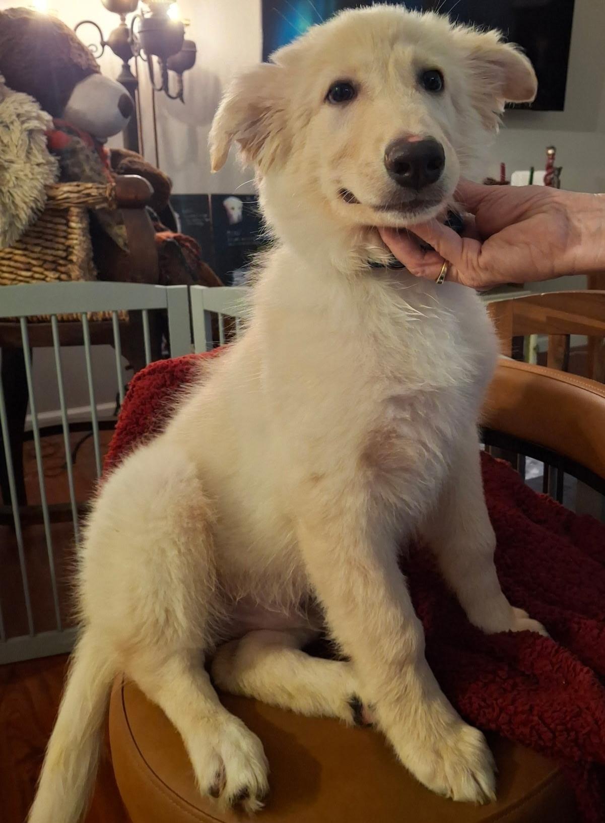 Donovan, ADOPTABLE, Puppy Male Golden Retriever.