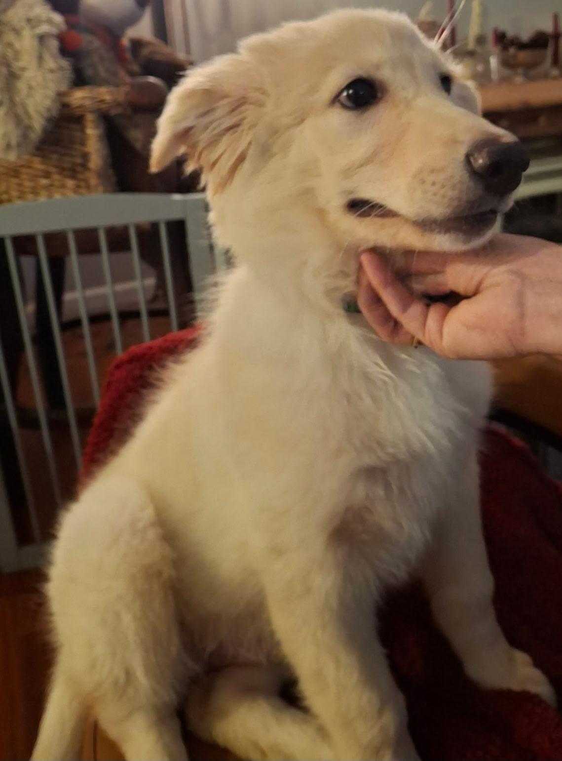 Donovan, a ADOPTABLE Golden Retriever in Oakland, CA image 2/3