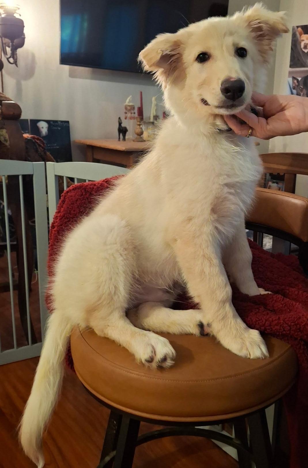 Donovan, a ADOPTABLE Golden Retriever in Oakland, CA image 3/3