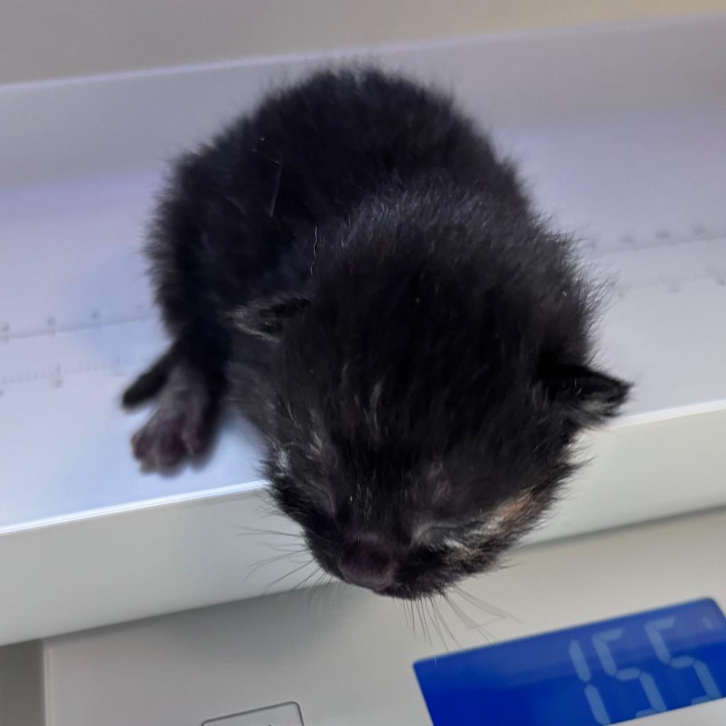 Thin Mint, Adoptable, Kitten Female Domestic Short Hair.