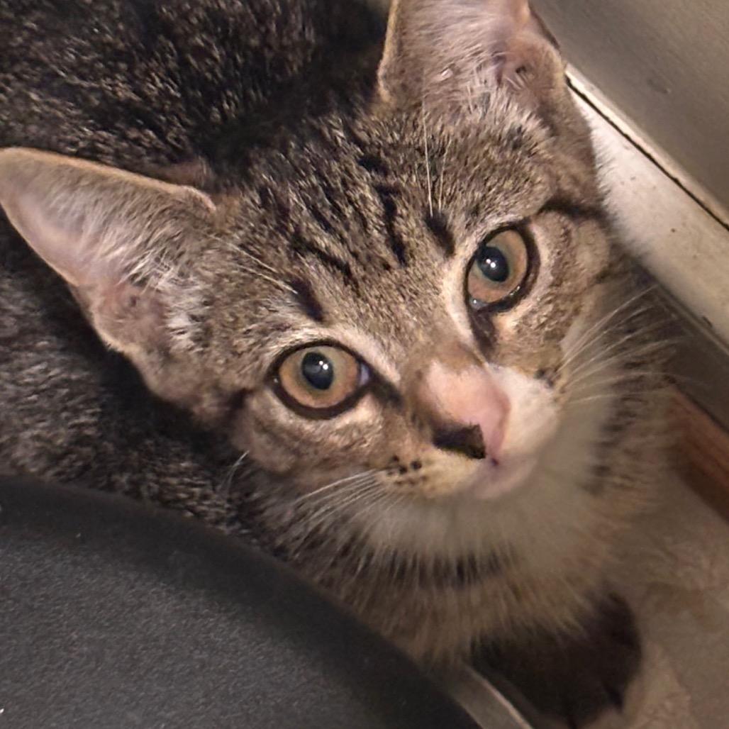 Cracker Barrel, Adoptable, Young Female Domestic Short Hair.