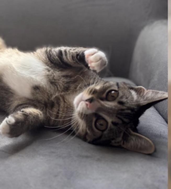 Enlarge Cracker Barrel, a Adoptable mixed breed in Richmond, VA image 2/3