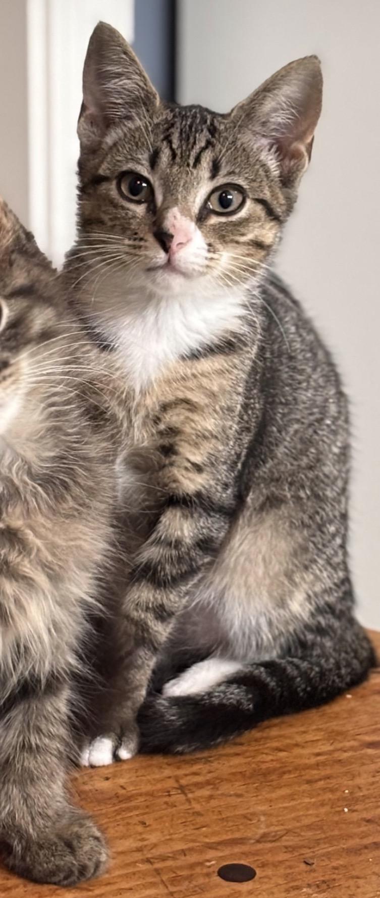 Enlarge Cracker Barrel, a Adoptable mixed breed in Richmond, VA image 3/3