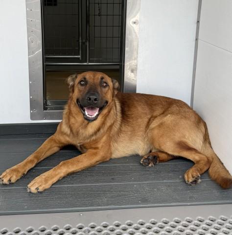 Enlarge DRAKE, a Adoptable mixed breed in San Bernardino, CA image 1/1