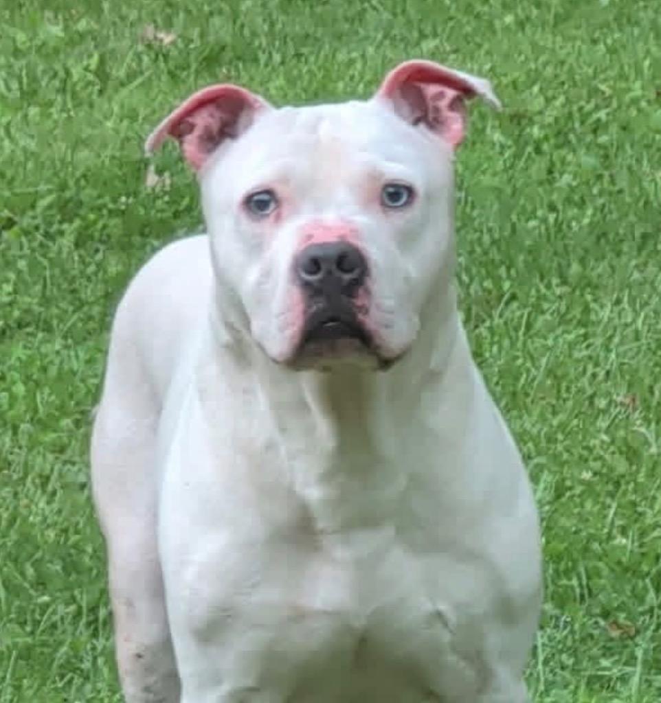 Ghost, Adoptable, Young Male English Bulldog.