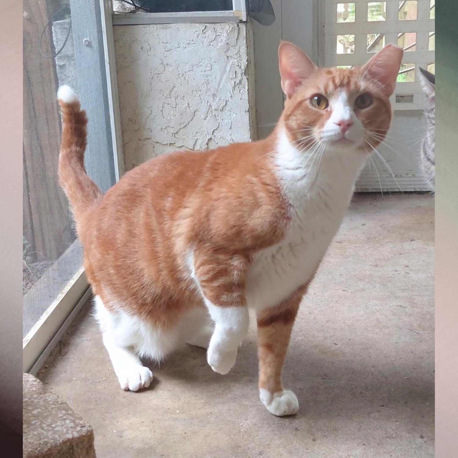 Mer Mer, Adoptable, Adult Male Domestic Short Hair.
