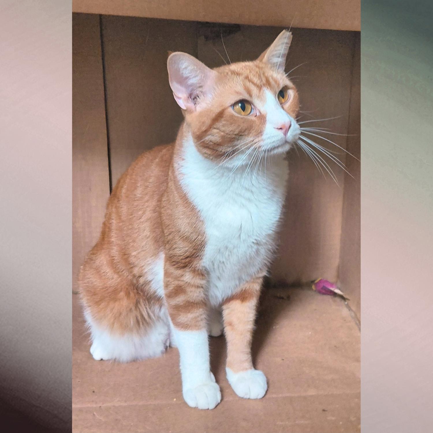 Enlarge Mer Mer, a Adoptable Domestic Short Hair in Orange City, FL image 2/2