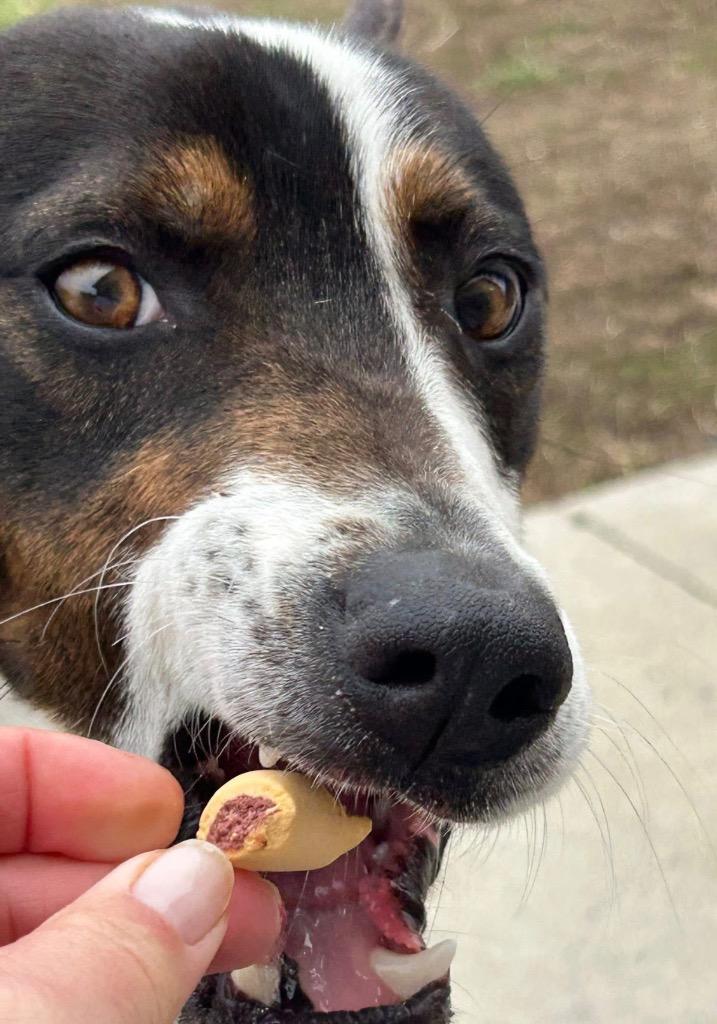 Enlarge Resi, a Adoptable mixed breed in Defiance, OH image 1/6