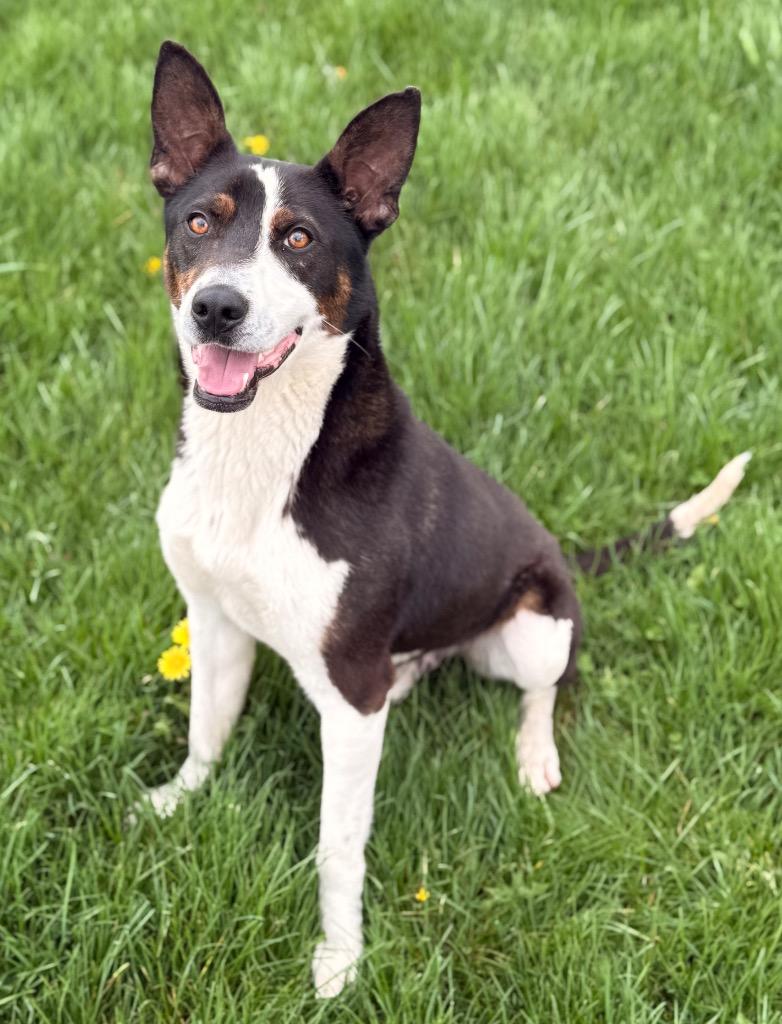 Enlarge Resi, a Adoptable mixed breed in Defiance, OH image 2/6