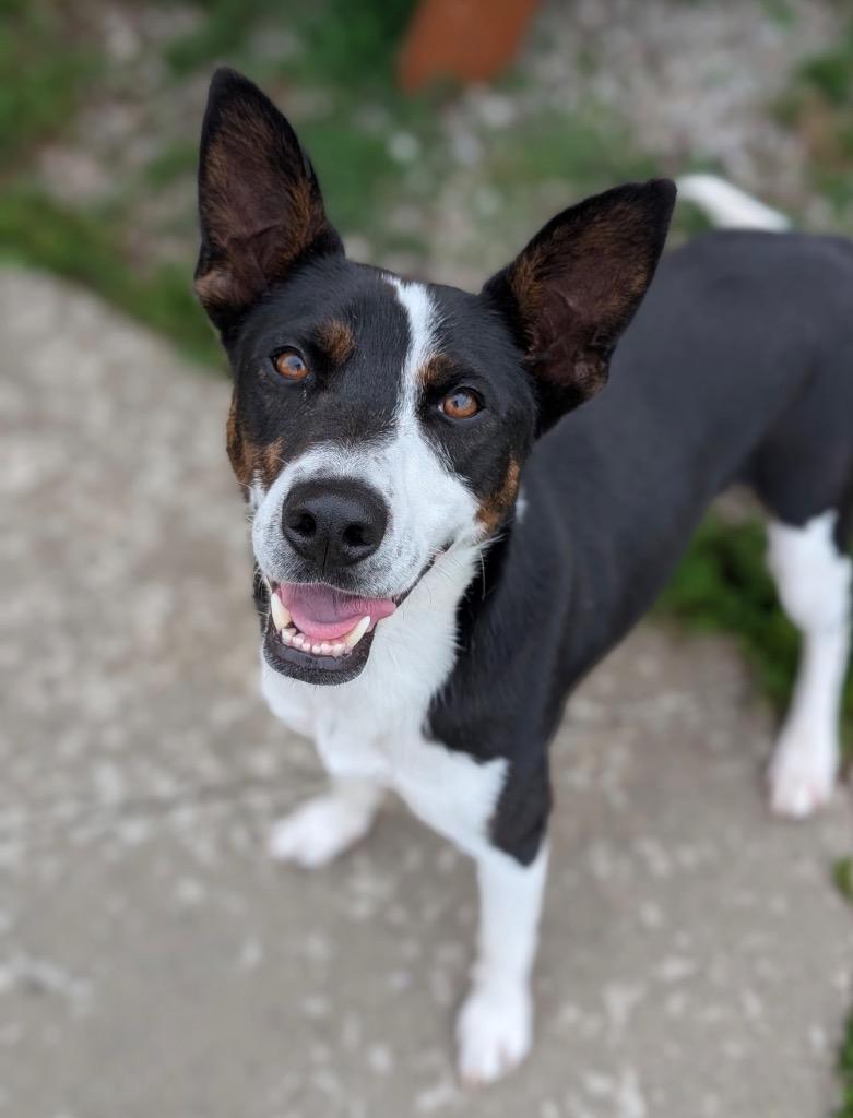 Enlarge Resi, a Adoptable mixed breed in Defiance, OH image 2/6