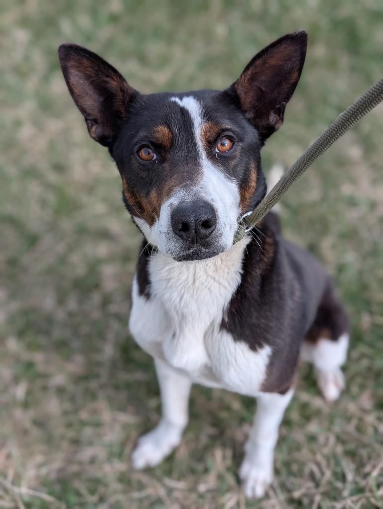 Resi, a Adoptable mixed breed in Defiance, OH image 2/6