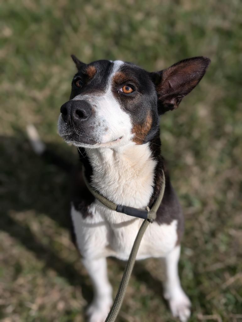 Enlarge Resi, a Adoptable mixed breed in Defiance, OH image 4/6